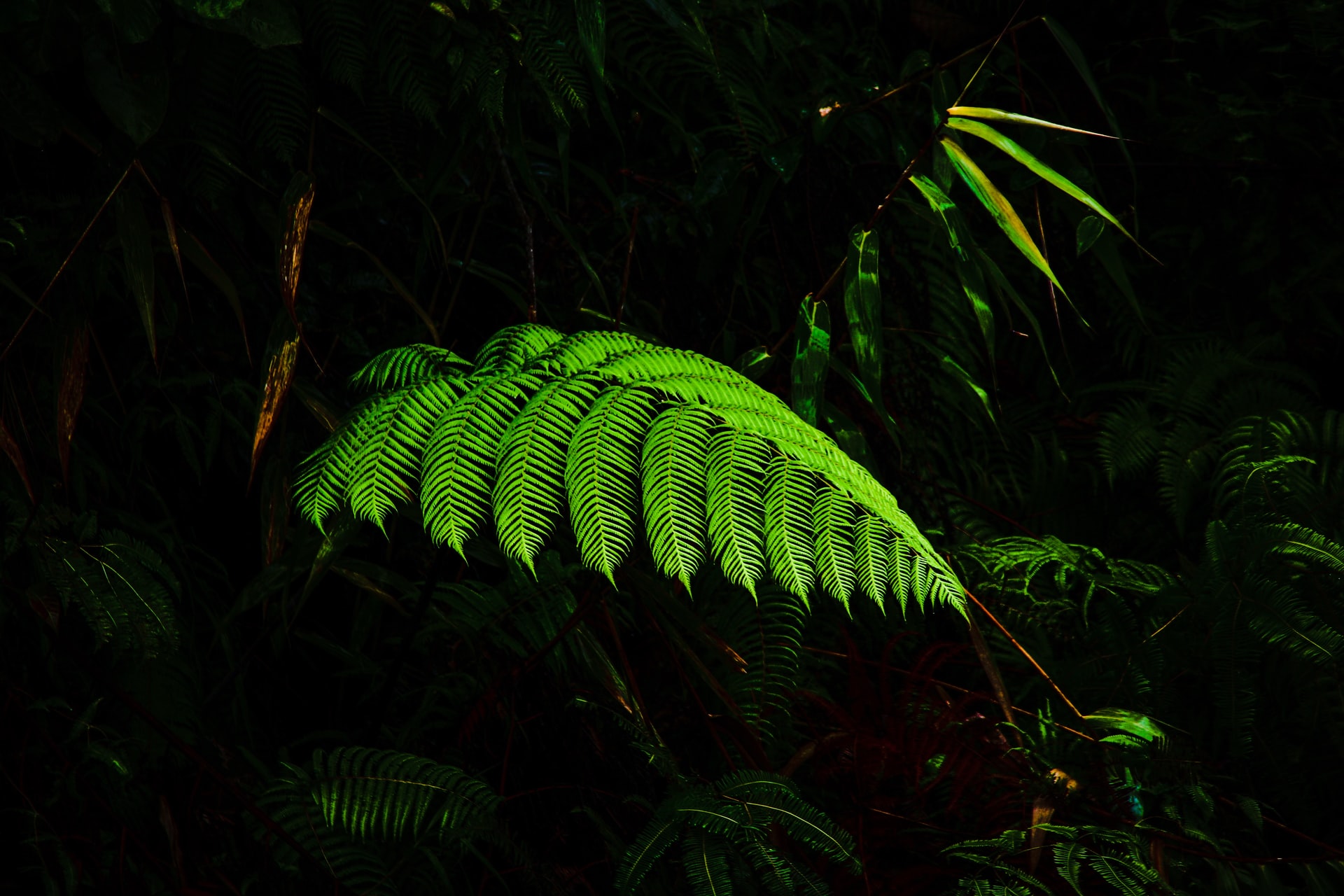 Cover Image for 家庭